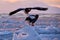 Arctic sunset. Winter sunrise with eagle. Steller\\\'s sea eagle, morning twilight, Hokkaido, Japan. Eagle