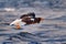 Arctic sunset. Winter sunrise with eagle. Steller\\\'s sea eagle, morning twilight, Hokkaido, Japan. Eagle