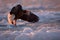 Arctic sunset. Winter sunrise with eagle. Steller\\\'s sea eagle, morning twilight, Hokkaido, Japan. Eagle