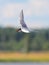 Arctic Tern