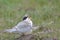 Arctic Tern