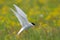 Arctic Tern