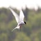 Arctic tern