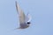 Arctic Tern