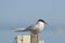 Arctic Tern