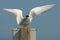 Arctic Tern