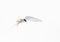 Arctic tern, abstract, white on white, in flight