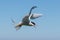 Arctic Tern agressively defending her nest