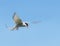 Arctic Tern in a beautiful pose in the sky