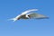 Arctic Tern in a beautiful pose in the sky