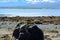 Arctic tern birds on big boulder in summer