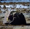 Arctic tern birds landing on sea shore boulder