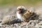 Arctic Tern Chick