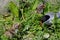 Arctic tern with chicks, Farne Islands Nature Reserve, England