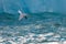 An arctic tern diving in front of an ice berg, north of Svalbard in the Arctic