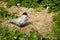 Arctic Tern with egg in nest
