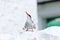 Arctic Tern on the Farne islands