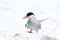 Arctic Tern on the Farne islands