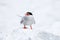 Arctic Tern on the Farne islands