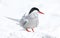 Arctic Tern on the Farne islands