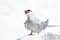 Arctic Tern on the Farne islands