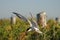 Arctic tern feeding freh fish