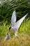 Arctic Tern Feeding Young