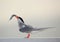 Arctic tern with fish