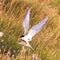 Arctic tern with a fish - Warm evening sun