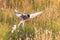 Arctic tern with a fish - Warm evening sun