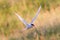 Arctic tern with a fish - Warm evening sun