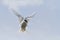 Arctic Tern Hovering