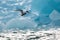 An arctic tern hovering in front of an ice berg, north of Svalbard in the Arctic