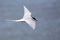 Arctic Tern in Iceland during fly, amazing fast bird