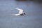 Arctic Tern in Iceland during fly, amazing fast bird