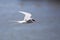 Arctic Tern in Iceland during fly, amazing fast bird,close up detail view