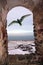 Arctic Tern outside window