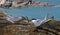 Arctic Tern receiving Catch