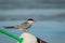 Arctic Tern on red, white and black lobster buoy on a sunny summer morning, Muscongus Bay, Maine