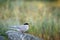 Arctic tern screaming