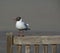 Arctic tern seagull on bench