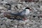 Arctic Tern on the shore at Stora Karlso