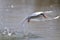 Arctic tern, sterna paradisaea