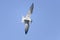 Arctic tern, sterna paradisaea