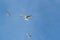 Arctic tern, sterna paradisaea