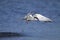 Arctic tern, sterna paradisaea