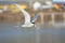 Arctic tern Sterna paradisaea carrying a fish with a harbour on the background in a summer day in Iceland