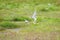 Arctic tern, white bird during nesting in flight, protection of the territory, wild animal background, summer, Iceland