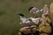 Arctic Terns