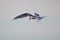 Arctic Terns hovering over their prey in the ocean